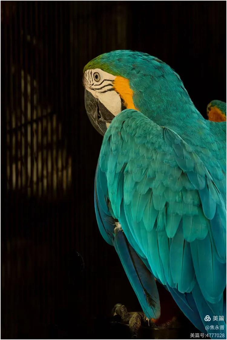 西双版纳曼婷皇家园林里的鹦鹉